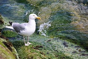 white seagull on rock near water HD wallpaper