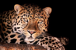 wildlife photography of leopard HD wallpaper