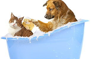 dog scrubbing cat's back in bathtub