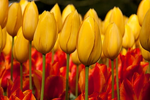 yellow tulips field