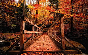 brown wooden bridge surrounded with trees