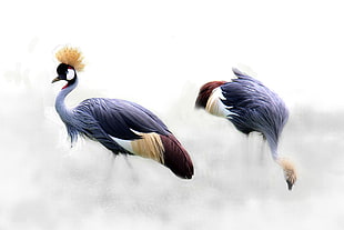 two brown-blue-and-beige long legs birds HD wallpaper