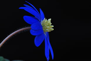 blue flower HD wallpaper