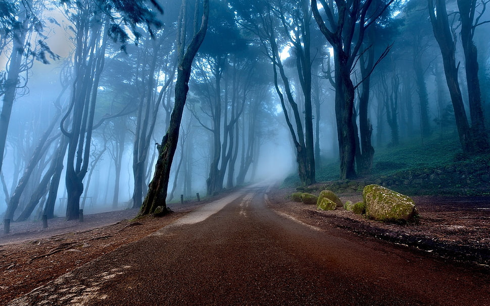 brown concrete road, nature, landscape, mist, road HD wallpaper