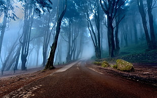 brown concrete road, nature, landscape, mist, road