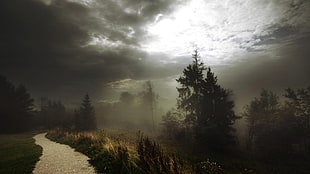 silhouette of tree's cover by fog under cloudy sky during daytime