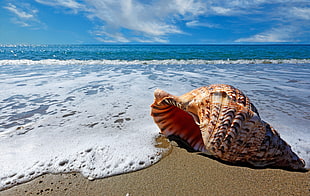 brown seashell on seashore HD wallpaper