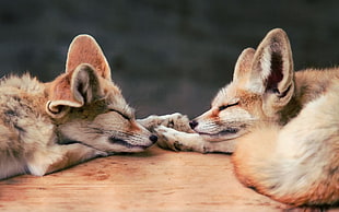 two baby red fox, fox, baby animals, animals, sleeping HD wallpaper