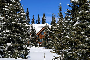 photography of brown 2-storey house surrounded by green trees cover by snow