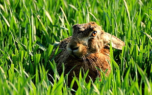 brown rabbit, animals, rabbits, bunny ears HD wallpaper