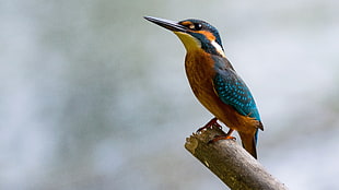 focus photography of blue and orange feathered long-beak bird on a tree branch