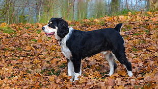 short-coated tricolor dog standing on brown dry leaf lot during daytime HD wallpaper