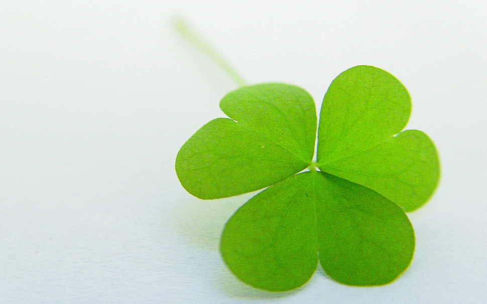 green clover on white surface HD wallpaper