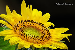 shallow focus photograph of a yellow sunflower, girasole