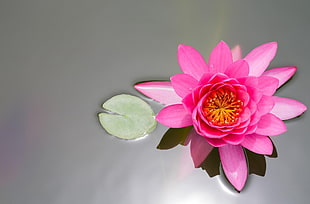 pink Waterlily flower