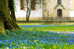 blue flowered field HD wallpaper