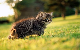 tilt shift lens photography of brown Tabby kitten on green grass