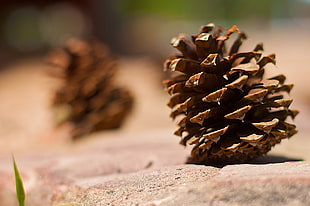 shallow focus photography pine cone