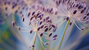 purple flower photography, dill