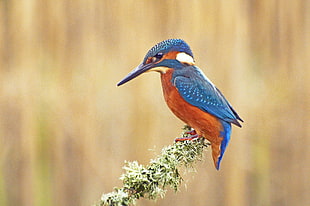 blue and brown bird on green leaf plant, kingfisher HD wallpaper