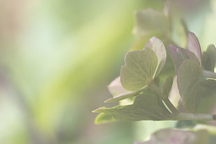 selective focus photography of green leaf plant HD wallpaper