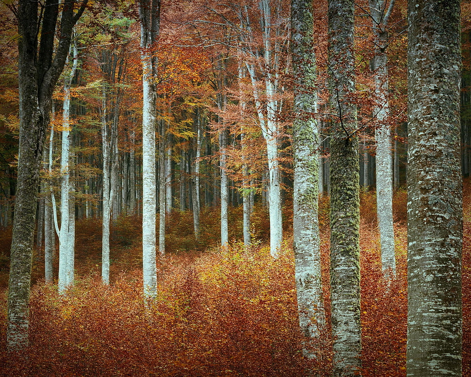 orange leafed trees, forest HD wallpaper