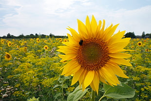 closeup photo of Sunflower HD wallpaper