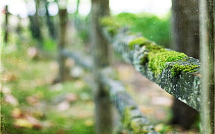 brown fence, nature, fence, moss