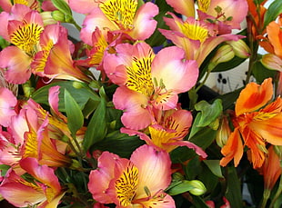 photography of pink and orange petaled flowers