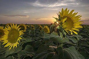 Sunflower field under white sky HD wallpaper