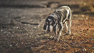 adult Bluetick coonhound, animals, dog
