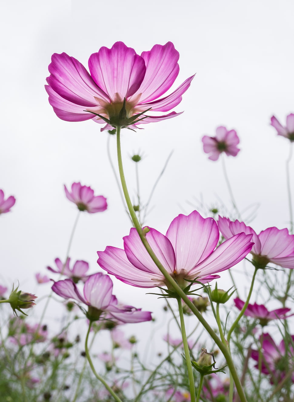 low-angle photography of pink-and-white Cosmos flower field HD wallpaper