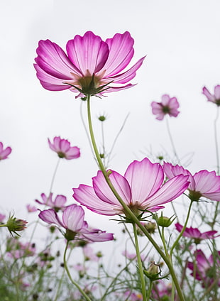 low-angle photography of pink-and-white Cosmos flower field HD wallpaper