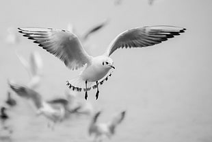 grayscale photography of white bird flying across the air