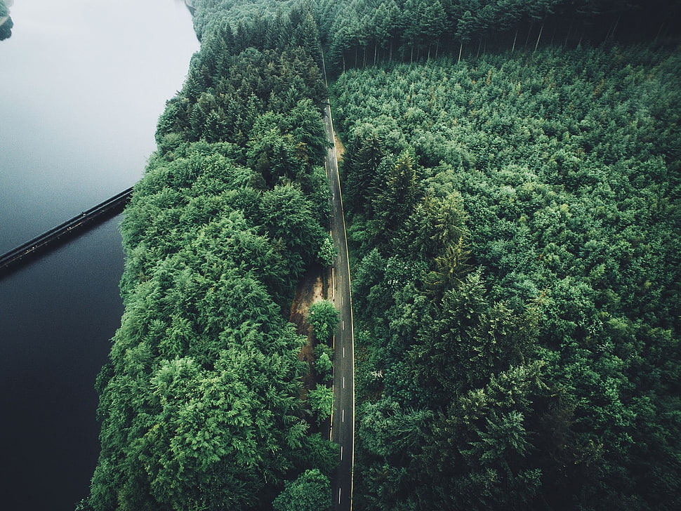 aerial photography of straight concrete road beside forest, trees, aerial view, forest, road HD wallpaper