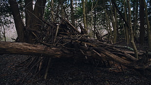 brown firewood, fort, sticks, forest HD wallpaper