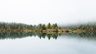 landscape photo of foggy lake with trees