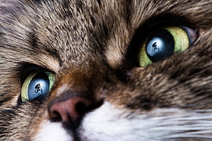 close-up photo of cat's eyes and nose HD wallpaper