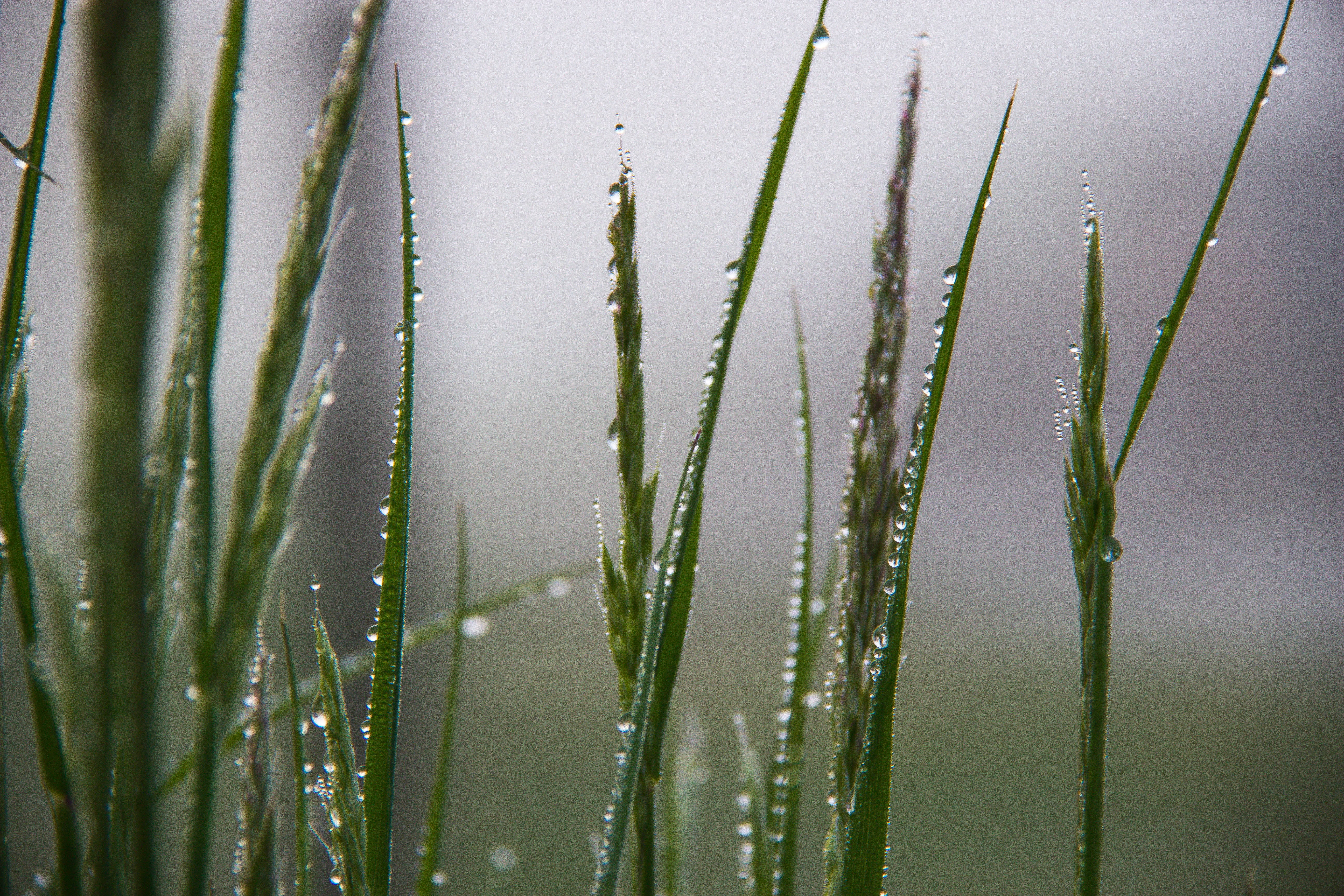 Хижина утренней росы хср. Роса на траве. Туман трава роса. Утренняя роса в тумане. Утренняя роса на траве.