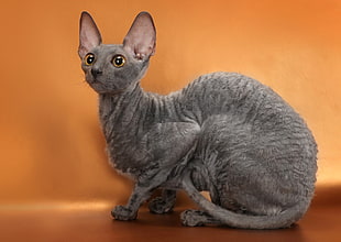 photography of gray cat HD wallpaper