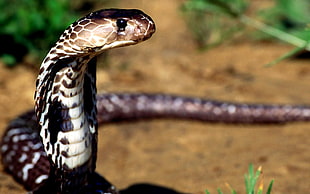 brown and white snake HD wallpaper