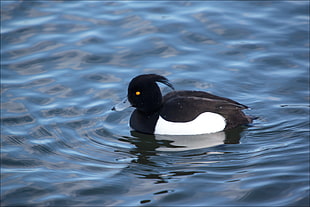 black and white duck on water, aythya fuligula, morillon