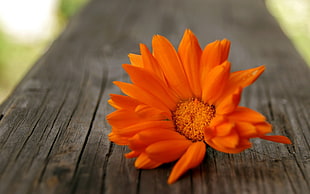 orange flower, nature, macro, flowers