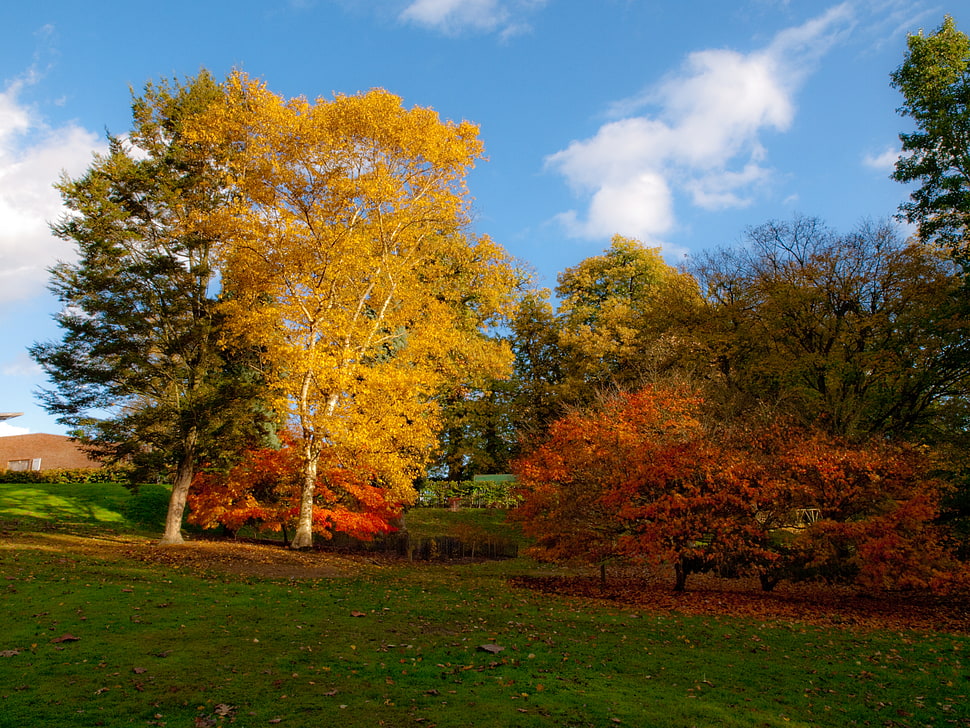 red, green and yellow trees photography HD wallpaper