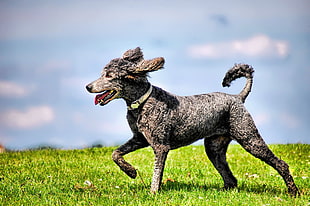 selective focus of black medium coated dog HD wallpaper