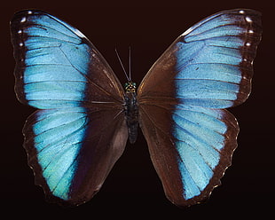 Morpho Butterfly closeup photography HD wallpaper