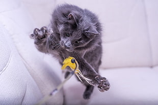 gray fur cat, jumping, cat, animals