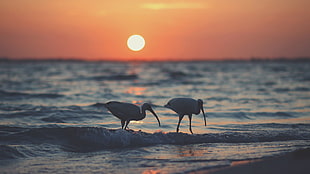 two white birds, birds, beach, Sun, sea