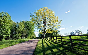 green leaf tree beside fence during daytime