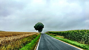 brown wheat field beside black road HD wallpaper